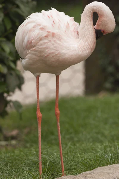 Flamant rose — Photo