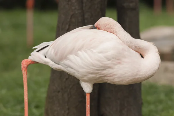 Flamant rose — Photo