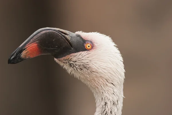 Flamingo — Stock Photo, Image