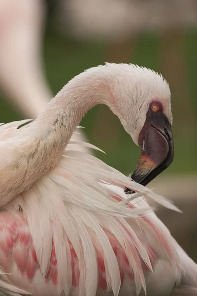 Flamingo — Fotografia de Stock