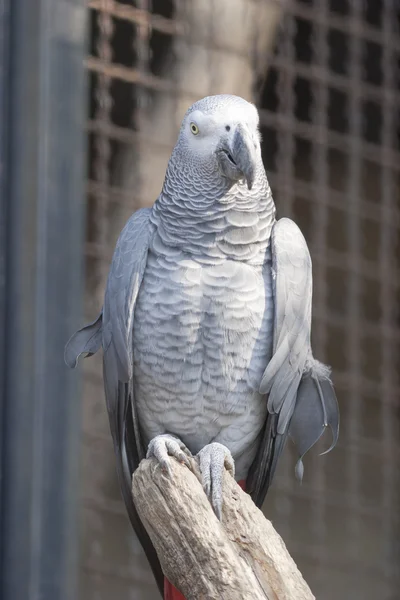 Loro cacatúa en su percha — Foto de Stock