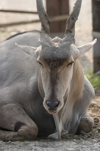 Ibex. —  Fotos de Stock