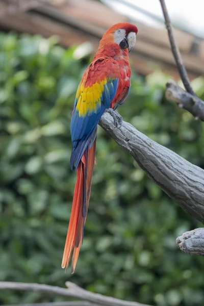 Ara papagaio arara em seu poleiro — Fotografia de Stock