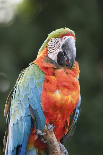 Ara macaw parrot on its perch — Stock Photo, Image