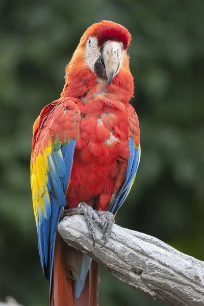 Ara macaw parrot on its perch — Stock Photo, Image