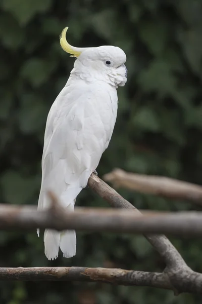 Kaketoe papegaai op de USS perch — Stockfoto