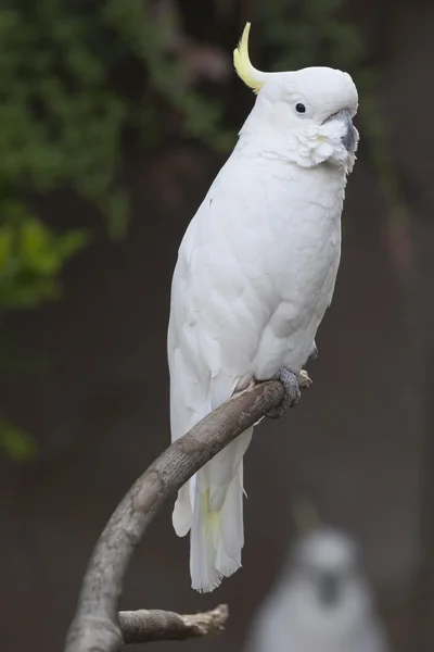 Papuga Kakadu na jego okoń — Zdjęcie stockowe