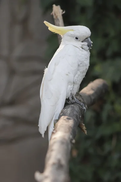 Kaketoe papegaai op de USS perch — Stockfoto