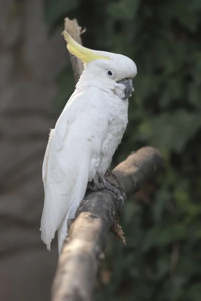 Kaketoe papegaai op de USS perch — Stockfoto