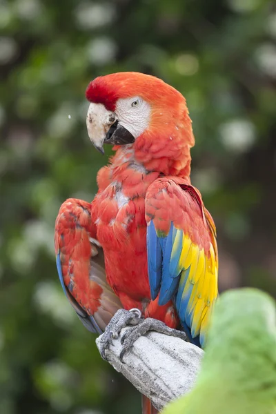 Ara macaw parrot on its perch — Stock Photo, Image