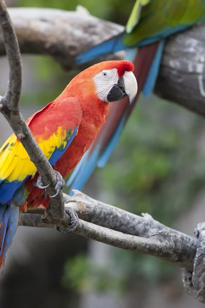 Ara macaw parrot on its perch — Stock Photo, Image