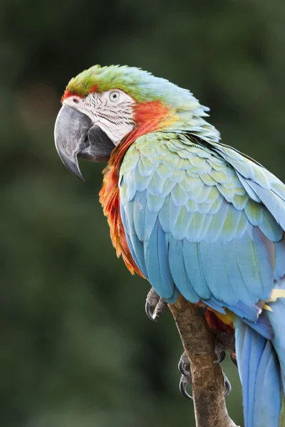 Ara macaw parrot on its perch — Stock Photo, Image