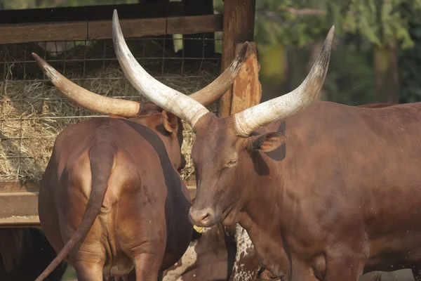 Vacas na exploração — Fotografia de Stock