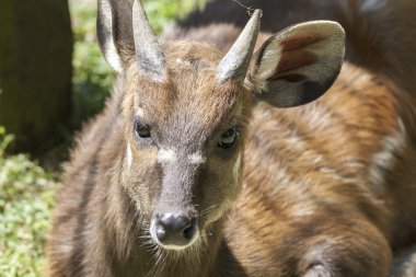ormanda açık kahverengi