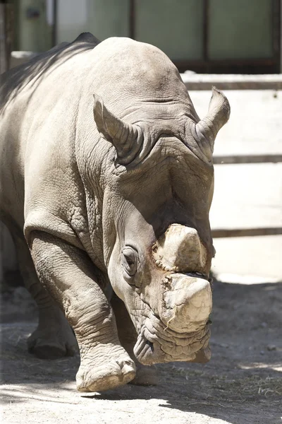 Rhino in de dierentuin — Stockfoto