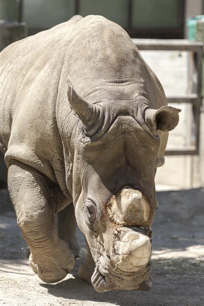 Rhino in de dierentuin — Stockfoto