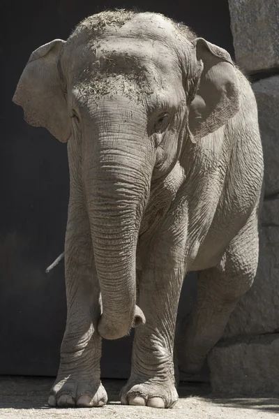 Elefante en la selva — Foto de Stock