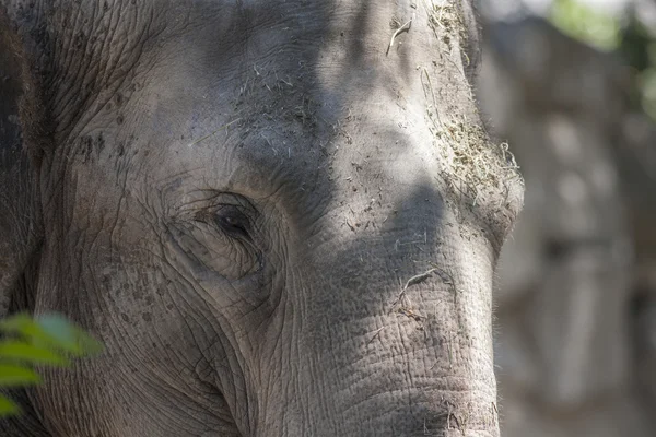 Elefante en la selva — Foto de Stock