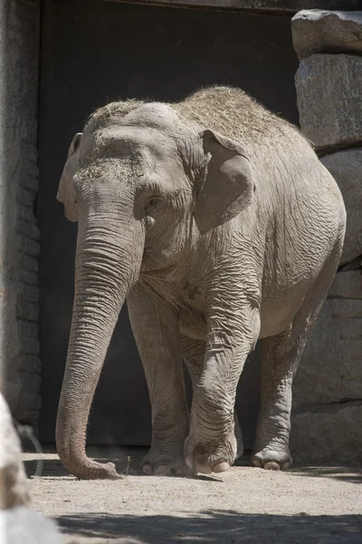 Ormandaki fil — Stok fotoğraf