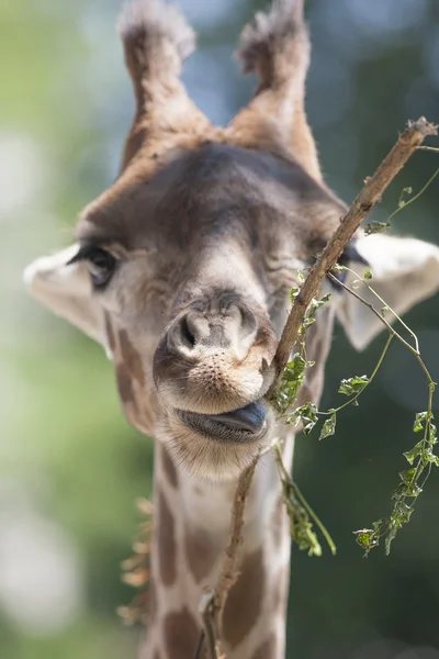 Giraffe in the farm — Stock Photo, Image