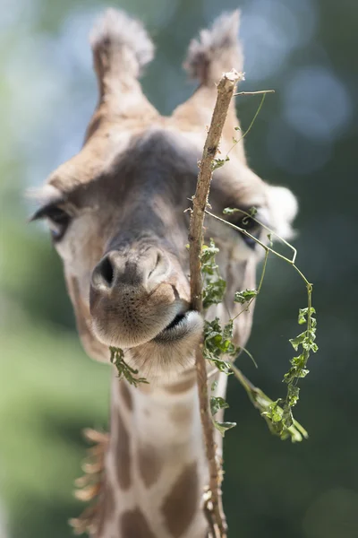 Giraffe in the farm — Stock Photo, Image