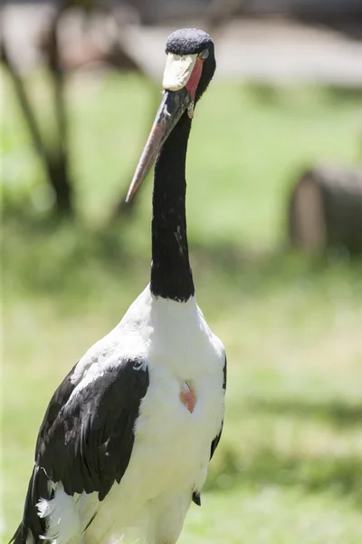 Flamingo — Stock Photo, Image