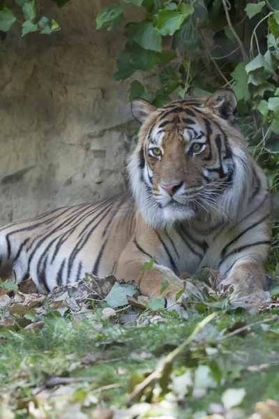 Tiger — Stock Photo, Image