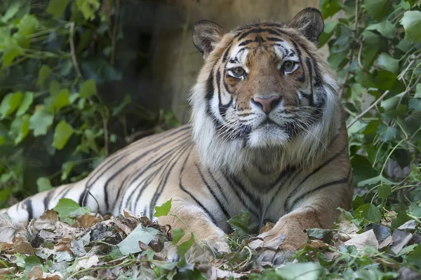 Tigre — Fotografia de Stock