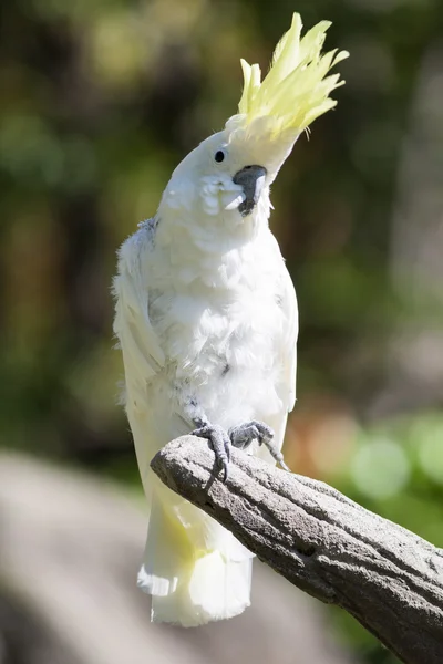 Kaketoe papegaai op de USS perch — Stockfoto