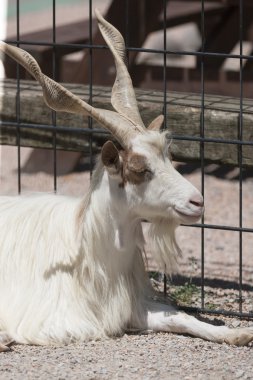 Dağlarda geyik