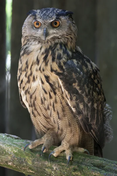 Owl in the mountains — Stock Photo, Image