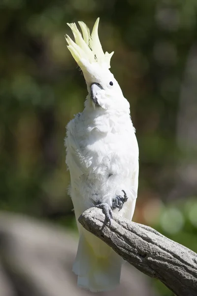 Lemur — Stockfoto