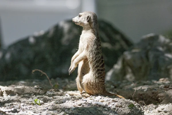 Lemur — Stock Photo, Image