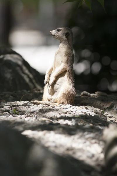 Lemur — Stock fotografie