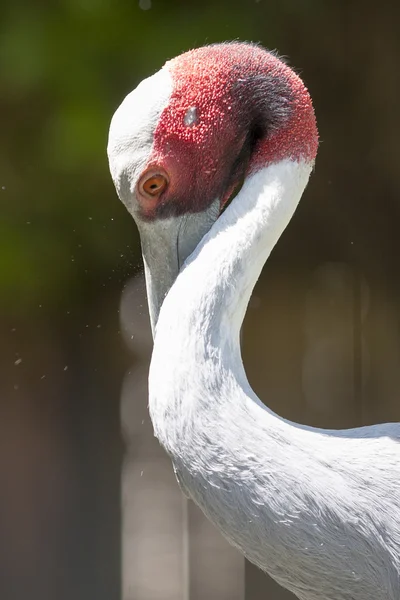 Flamingo — Fotografia de Stock