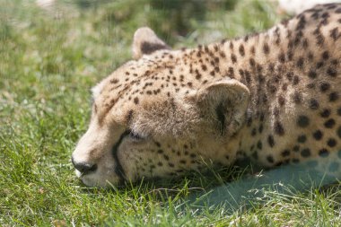 leopar hayvanat bahçesinde
