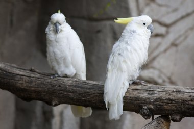Kakadu papağan üzerinde onun levrek