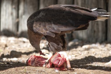 et yemek bir yırtıcı kuş