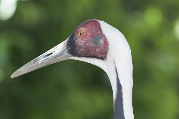 Flamingo — Stockfoto