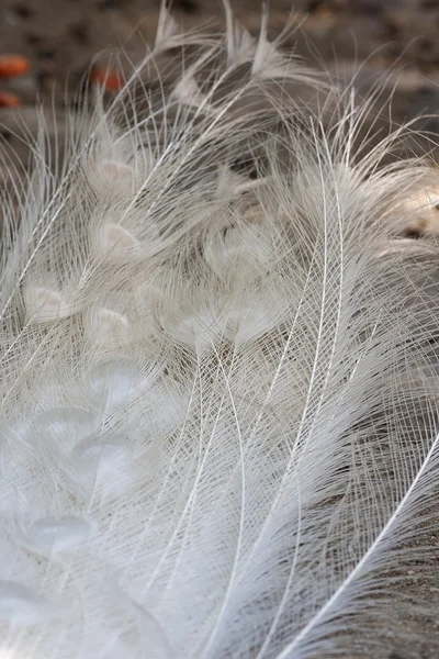 Φτερά Peacock — Φωτογραφία Αρχείου