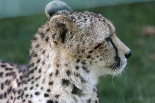 Leopard at the zoo — Stock Photo, Image