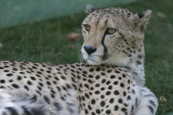 Leopard at the zoo — Stock Photo, Image