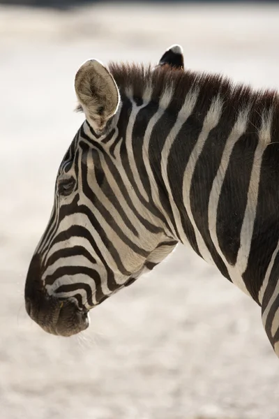 Zebra at the zoo — Stock Photo, Image