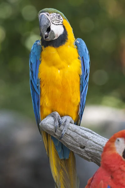 Papuga Ara Ara na jego okoń — Zdjęcie stockowe