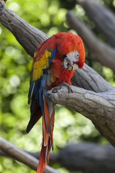 Ara macaw parrot on its perch — Stock Photo, Image