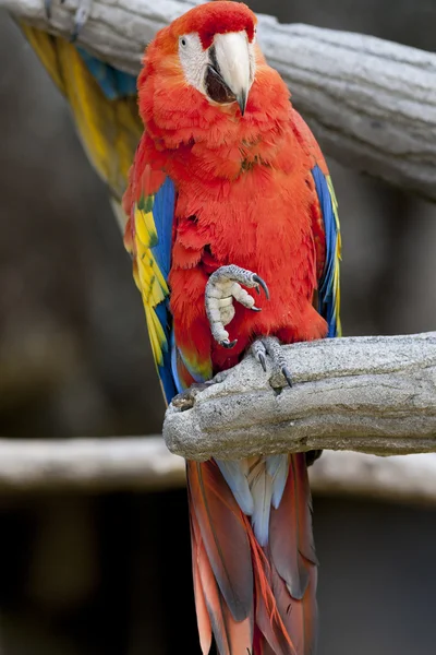 Ara perroquet aras sur sa perche — Photo