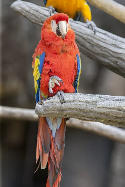 Ara macaw parrot on its perch — Stock Photo, Image