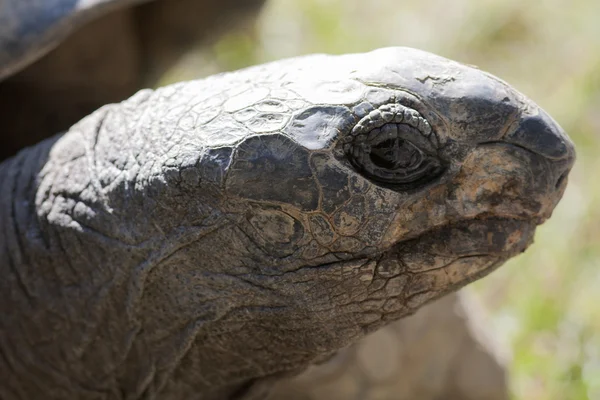 Schildpad — Stockfoto