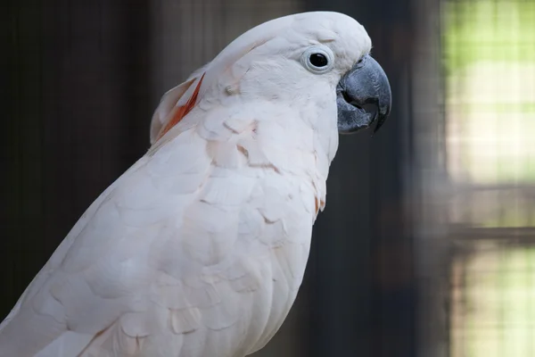 Папуга кокосового горіха на його окулярах — стокове фото