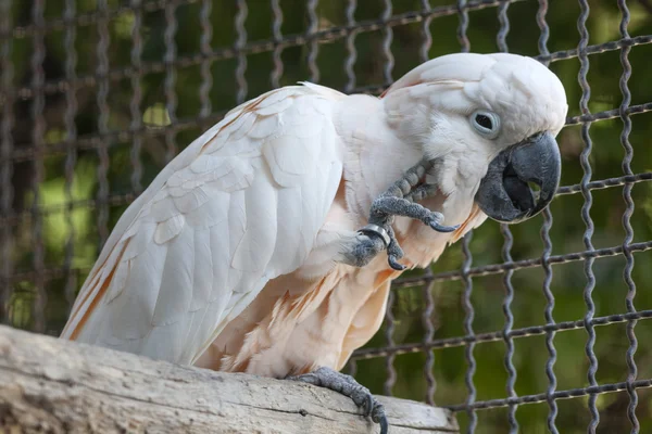 Попугай-какаду на окуни — стоковое фото